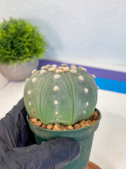 Astrophytum Oobito Nudum (at9) (17) | Cactus Plant