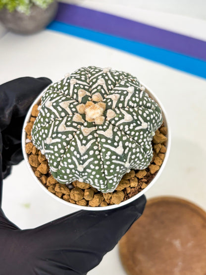 Astrophytum Star Shape (at2) (g4) | Japanese Import