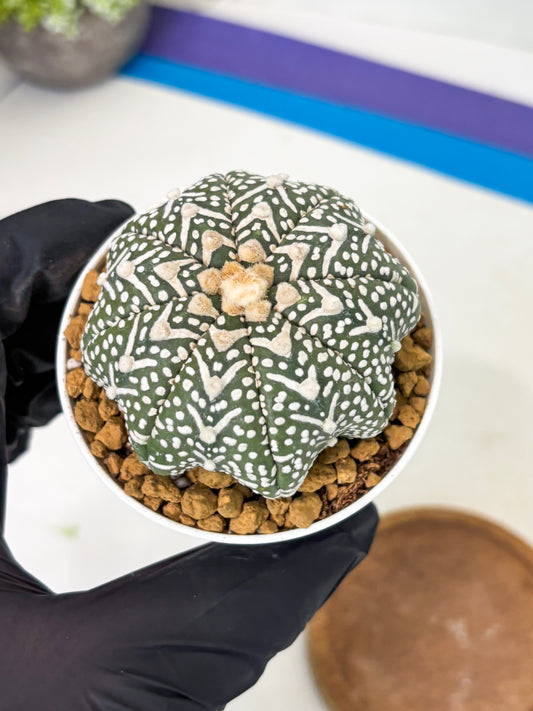 Astrophytum Star Shape (at2) (g4) | Japanese Import