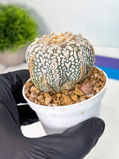 Astrophytum V-Type (at5) (y7) | Rare imported Plant