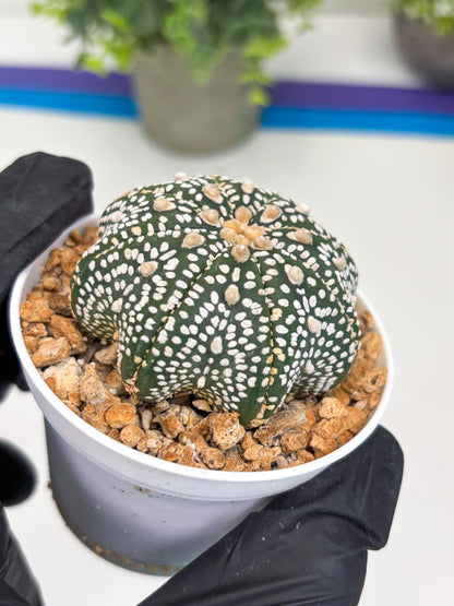 Astrophytum Star Shape (t3) (r7) | 3" Pot