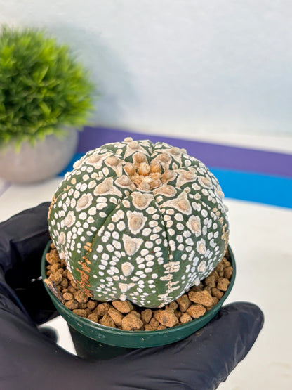 Astrophytum V Type (at2) (17) | Live Plant | Rare Collection