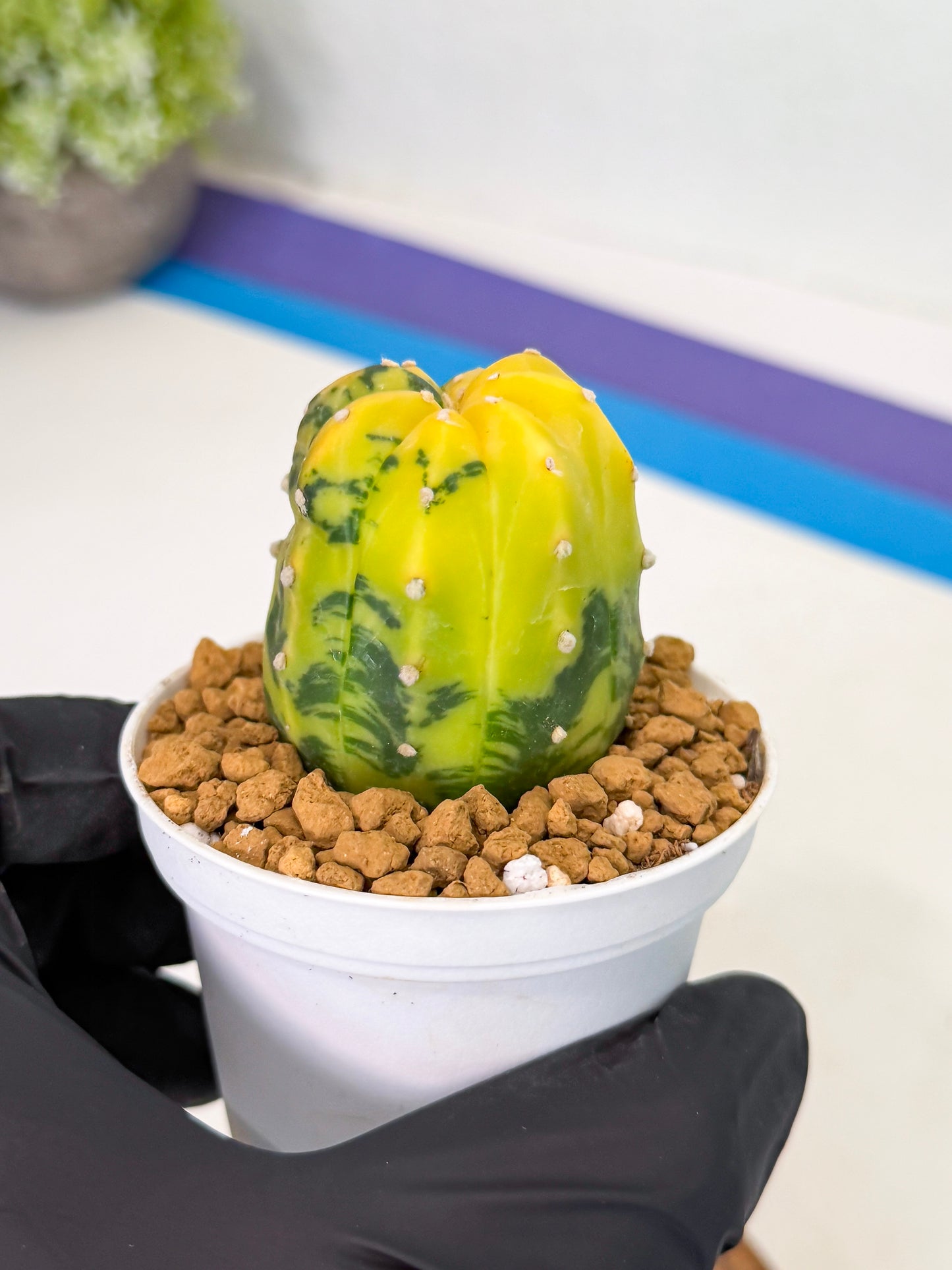 Astrophytum Var (at1) (r4) | From Taiwan