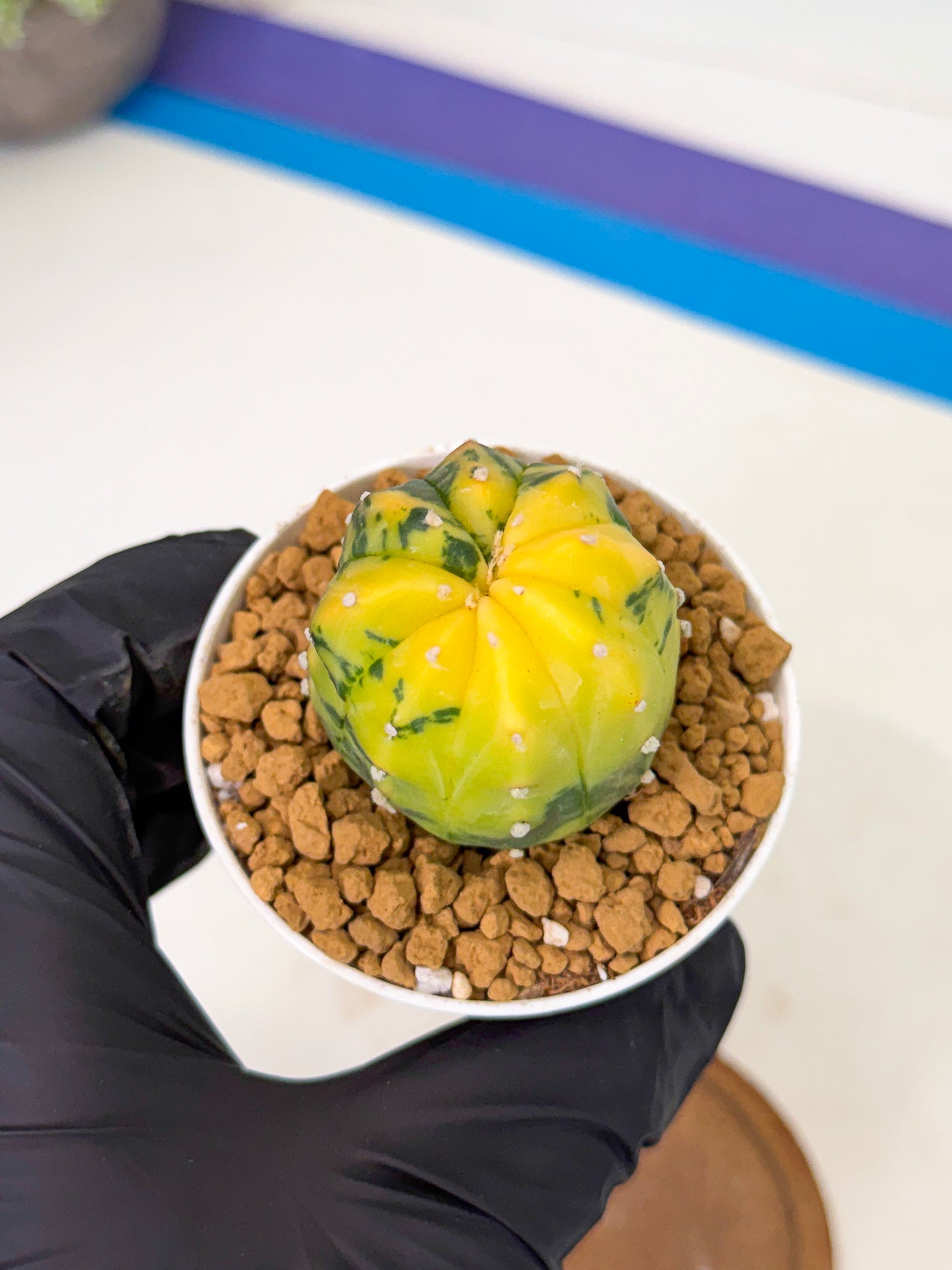 Astrophytum Var (at1) (r4) | From Taiwan