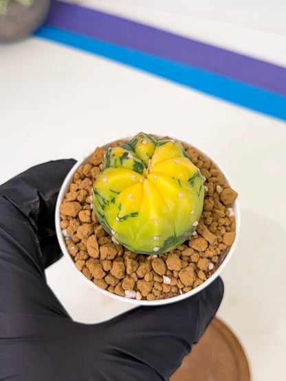 Astrophytum Var (at1) (r4) | From Taiwan