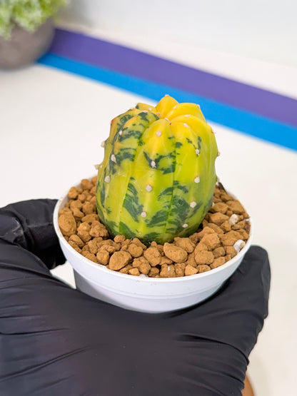 Astrophytum Var (at1) (r4) | From Taiwan