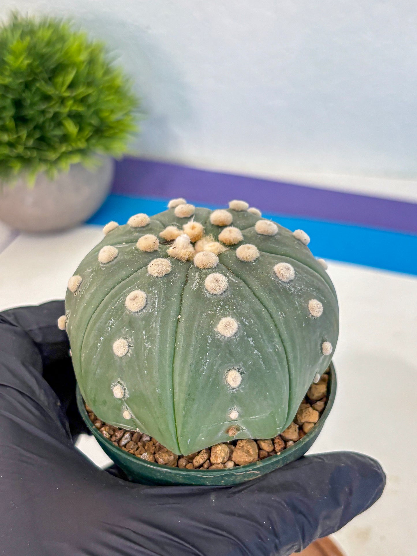 Astrophytum Oobito Nudum (at9) (17) | Cactus Plant