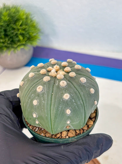 Astrophytum Oobito Nudum (at9) (17) | Cactus Plant