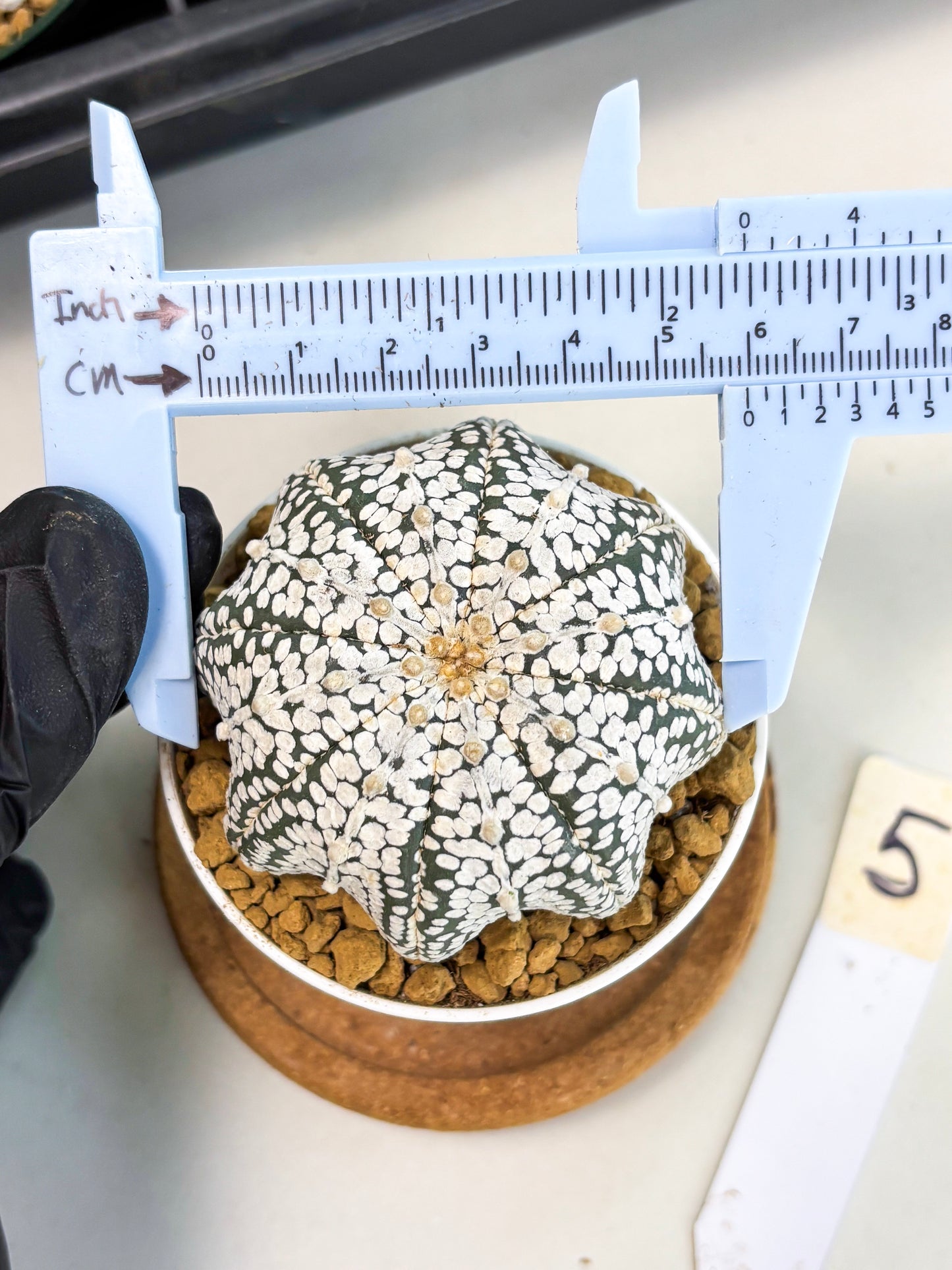 Astrophytum Star Shape (at2) (g5) | Japanese Import