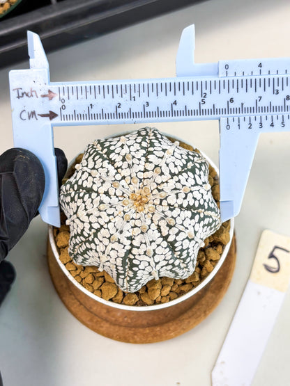 Astrophytum Star Shape (at2) (g5) | Japanese Import