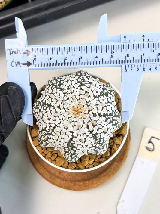 Astrophytum Star Shape (at2) (g5) | Japanese Import