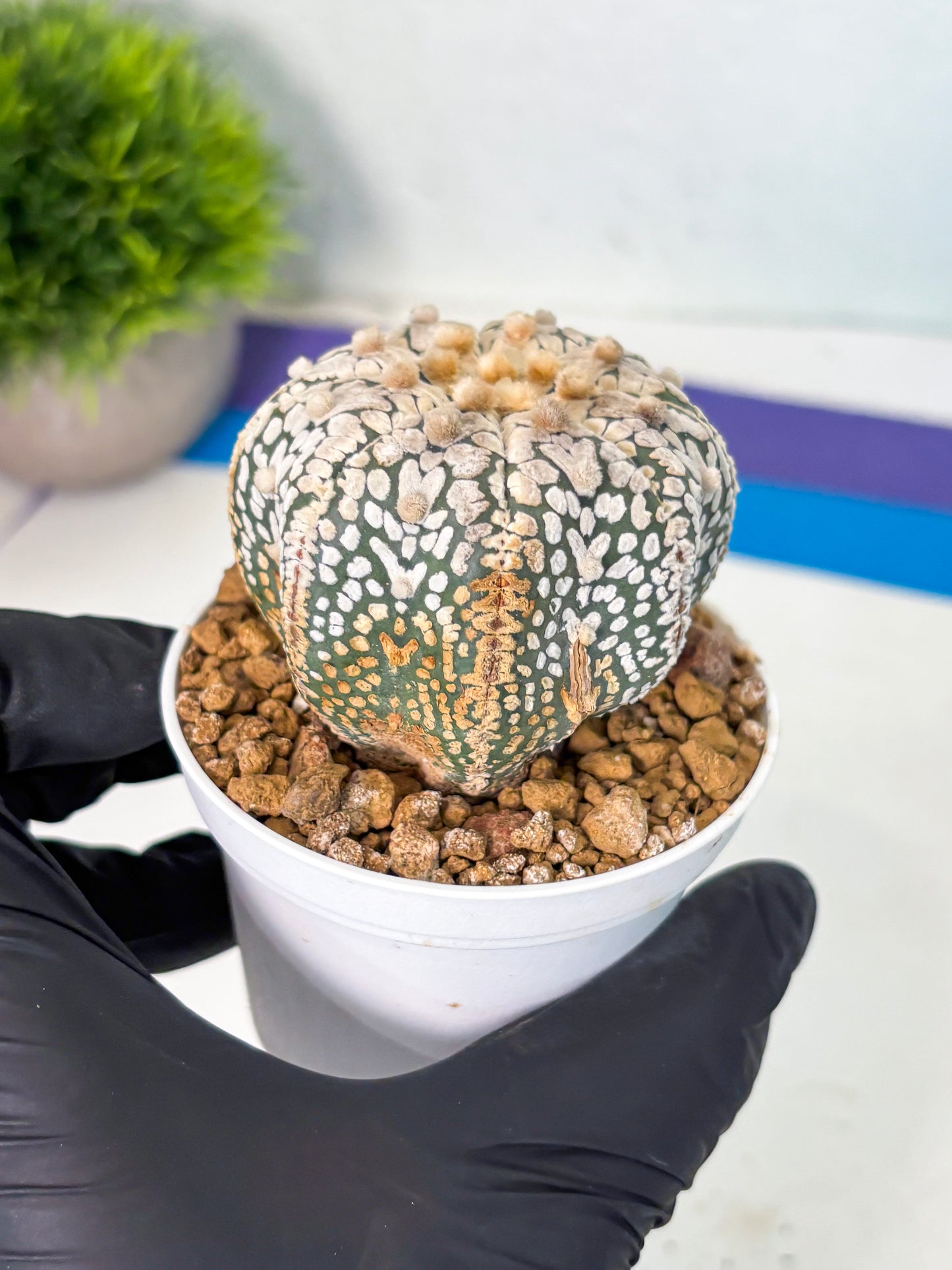Astrophytum V-Type (at5) (y7) | Rare imported Plant