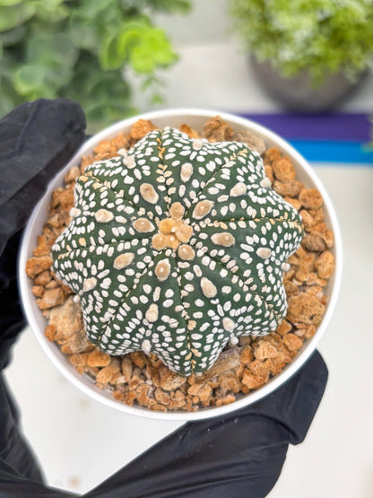 Astrophytum Star Shape (t3) (r7) | 3" Pot
