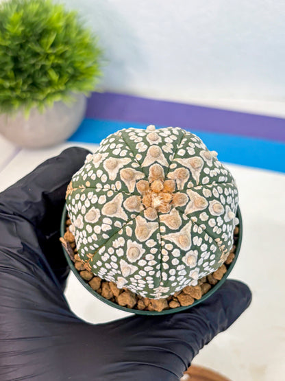 Astrophytum V Type (at2) (17) | Live Plant | Rare Collection