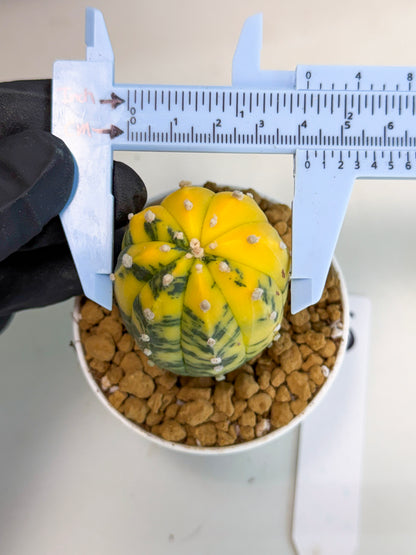 Astrophytum Var (at1) (r6) | From Taiwan