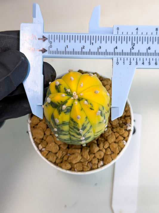 Astrophytum Var (at1) (r6) | From Taiwan