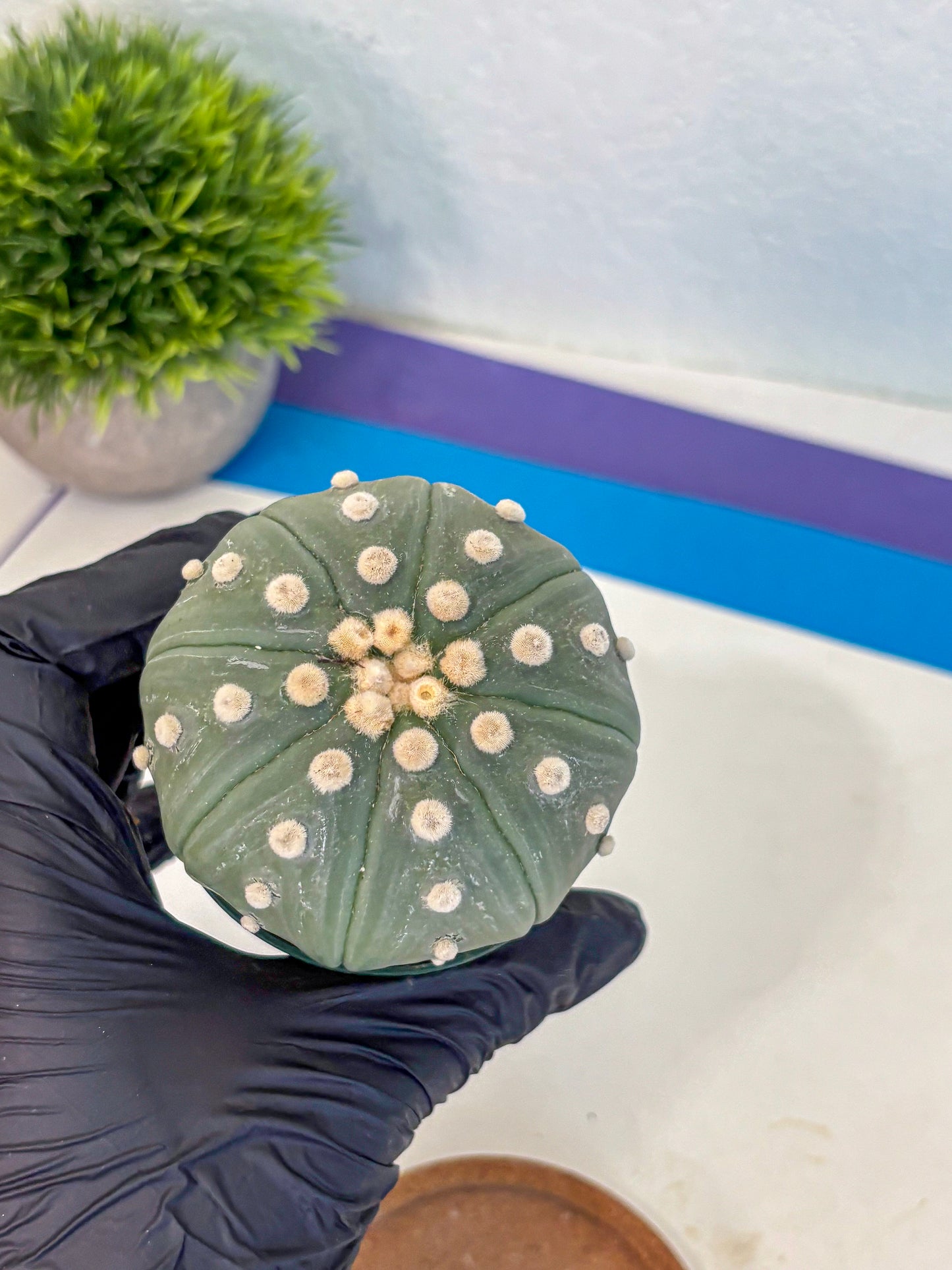 Astrophytum Oobito Nudum (at9) (17) | Cactus Plant