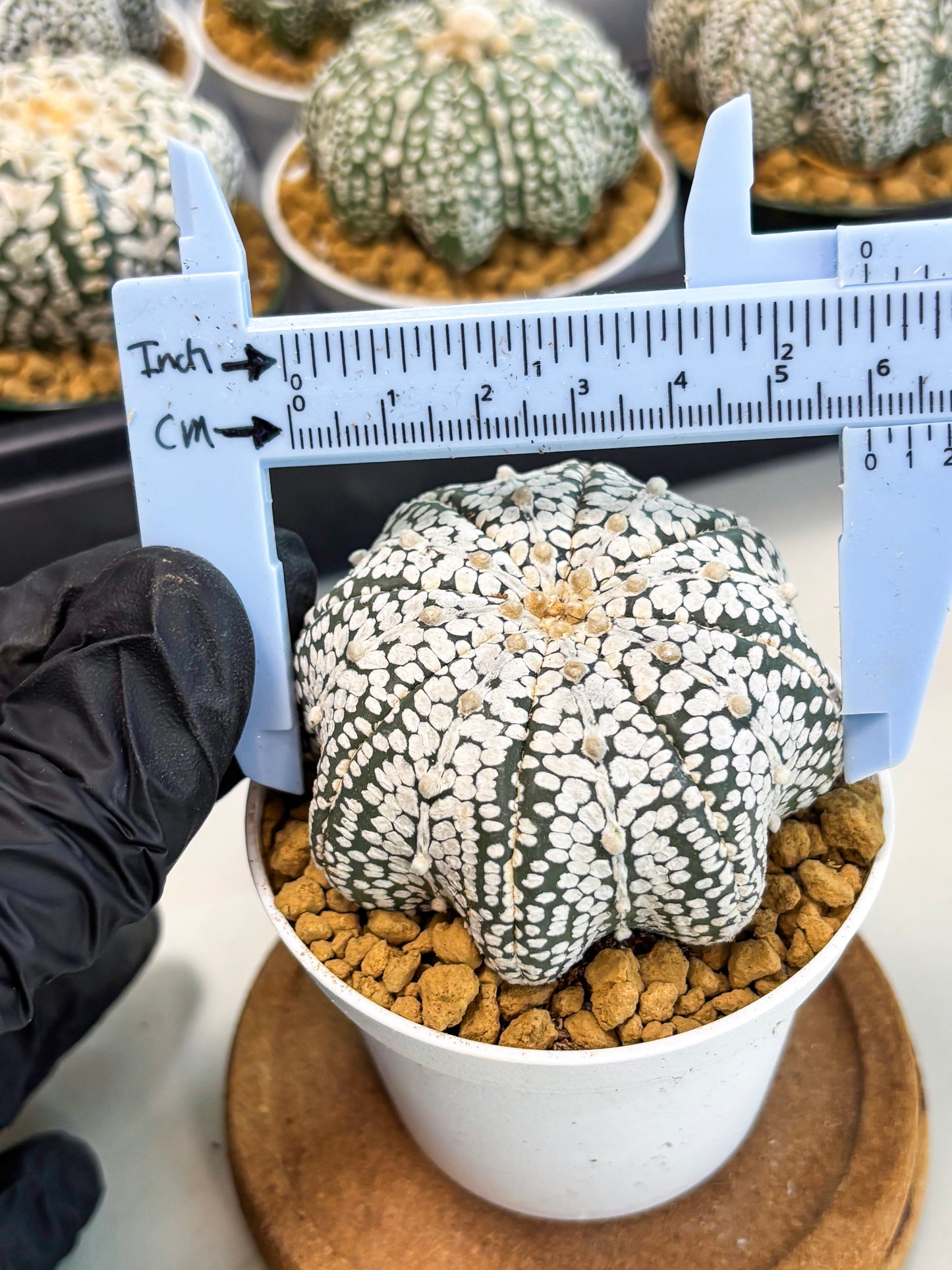 Astrophytum Star Shape (at2) (g5) | Japanese Import