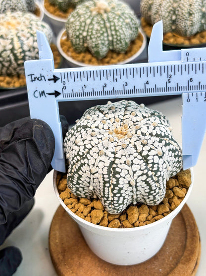 Astrophytum Star Shape (at2) (g5) | Japanese Import