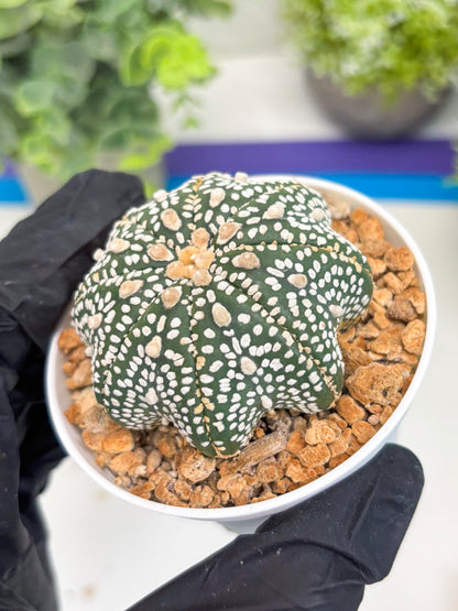 Astrophytum Star Shape (t3) (r7) | 3" Pot
