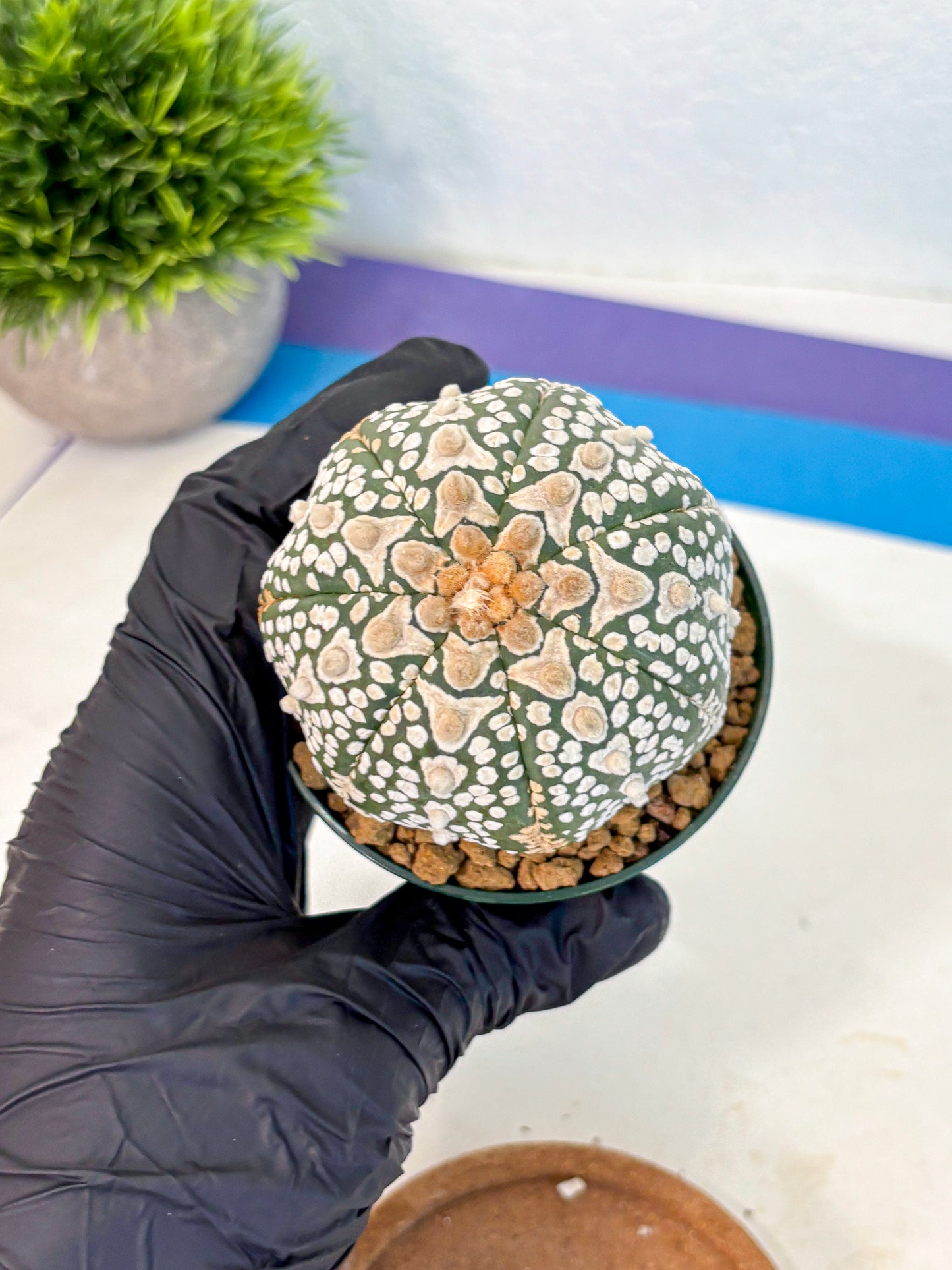 Astrophytum V Type (at2) (17) | Live Plant | Rare Collection