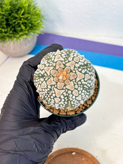 Astrophytum V Type (at2) (17) | Live Plant | Rare Collection