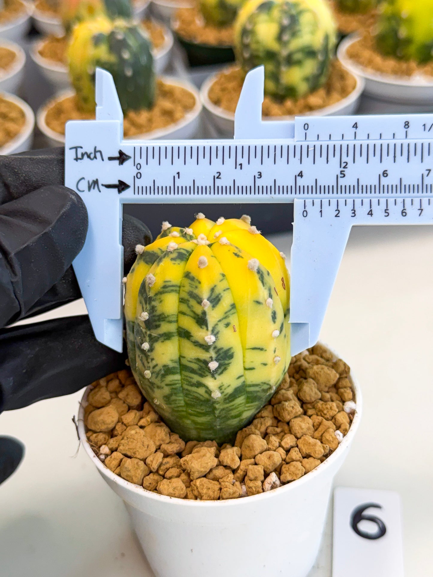 Astrophytum Var (at1) (r6) | From Taiwan