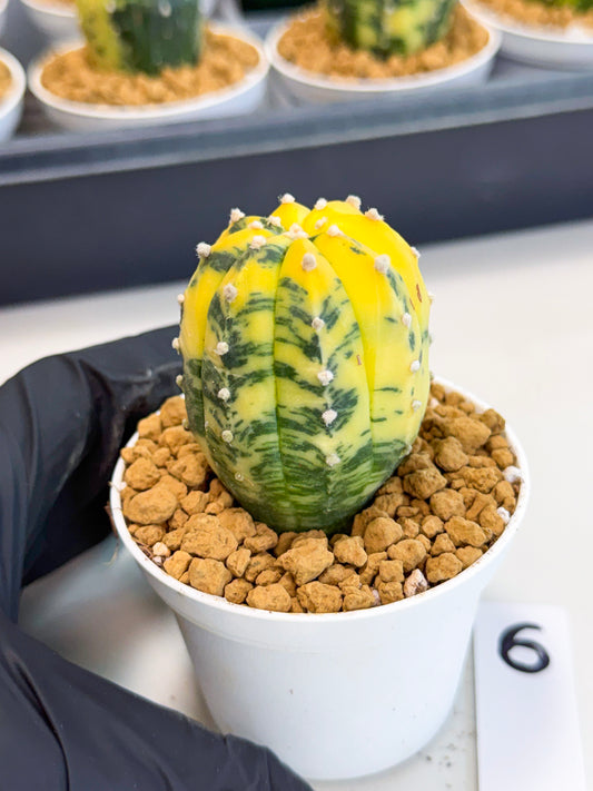 Astrophytum Var (at1) (r6) | From Taiwan