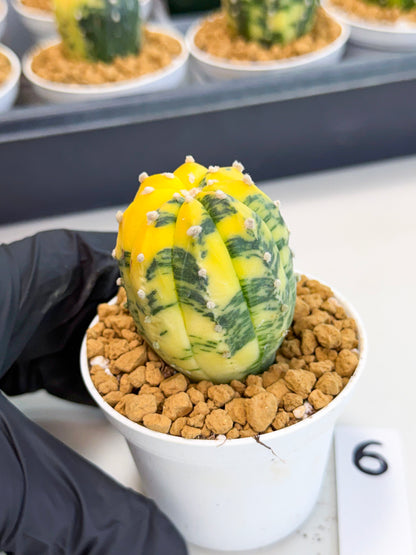Astrophytum Var (at1) (r6) | From Taiwan