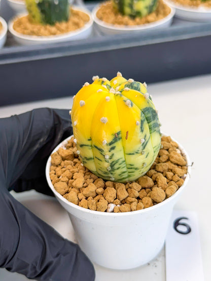 Astrophytum Var (at1) (r6) | From Taiwan