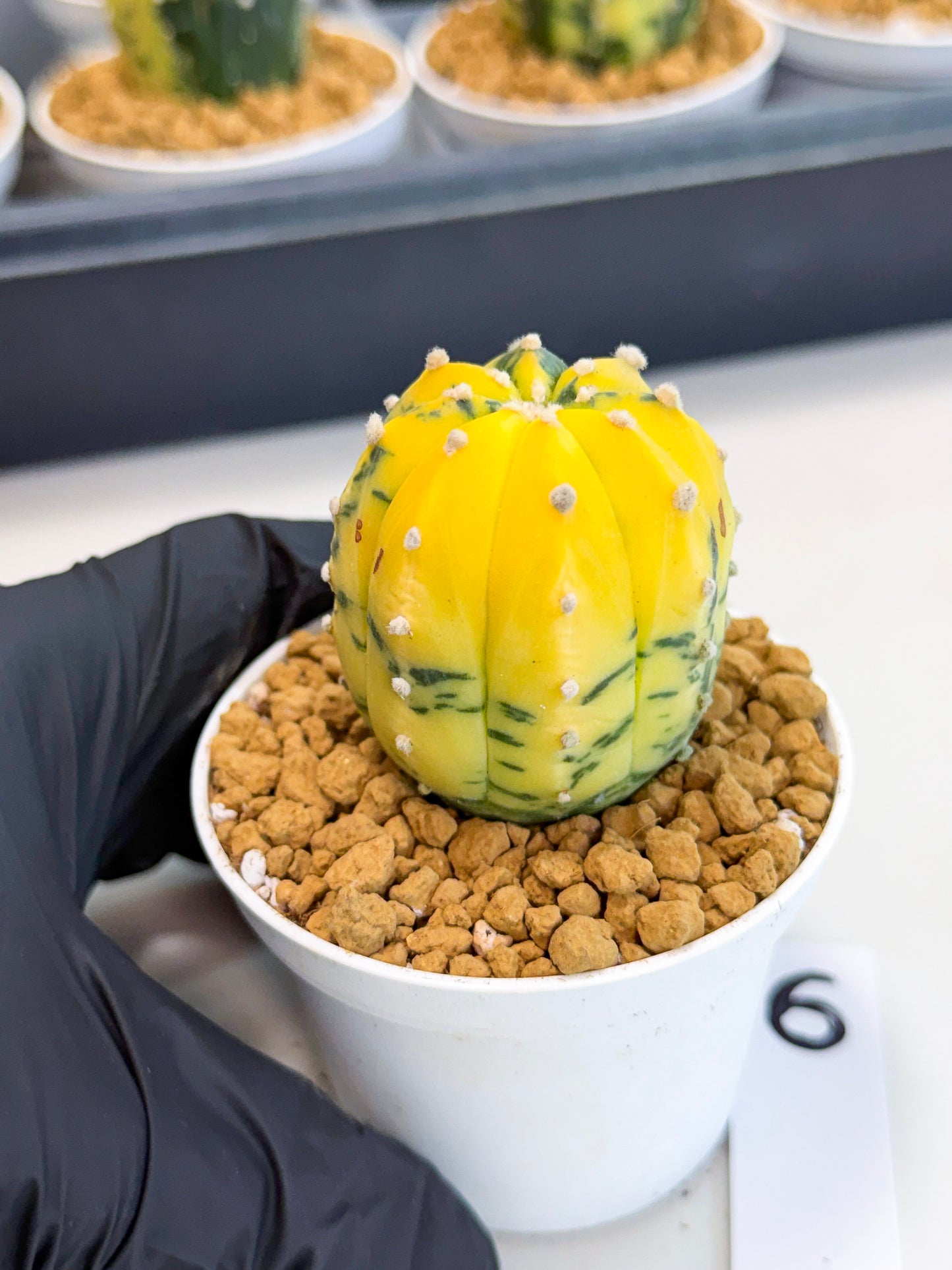 Astrophytum Var (at1) (r6) | From Taiwan