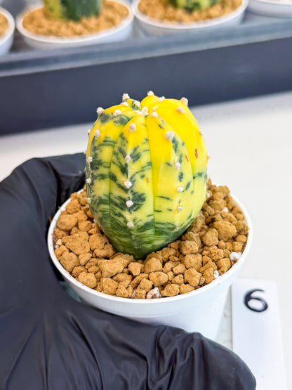 Astrophytum Var (at1) (r6) | From Taiwan