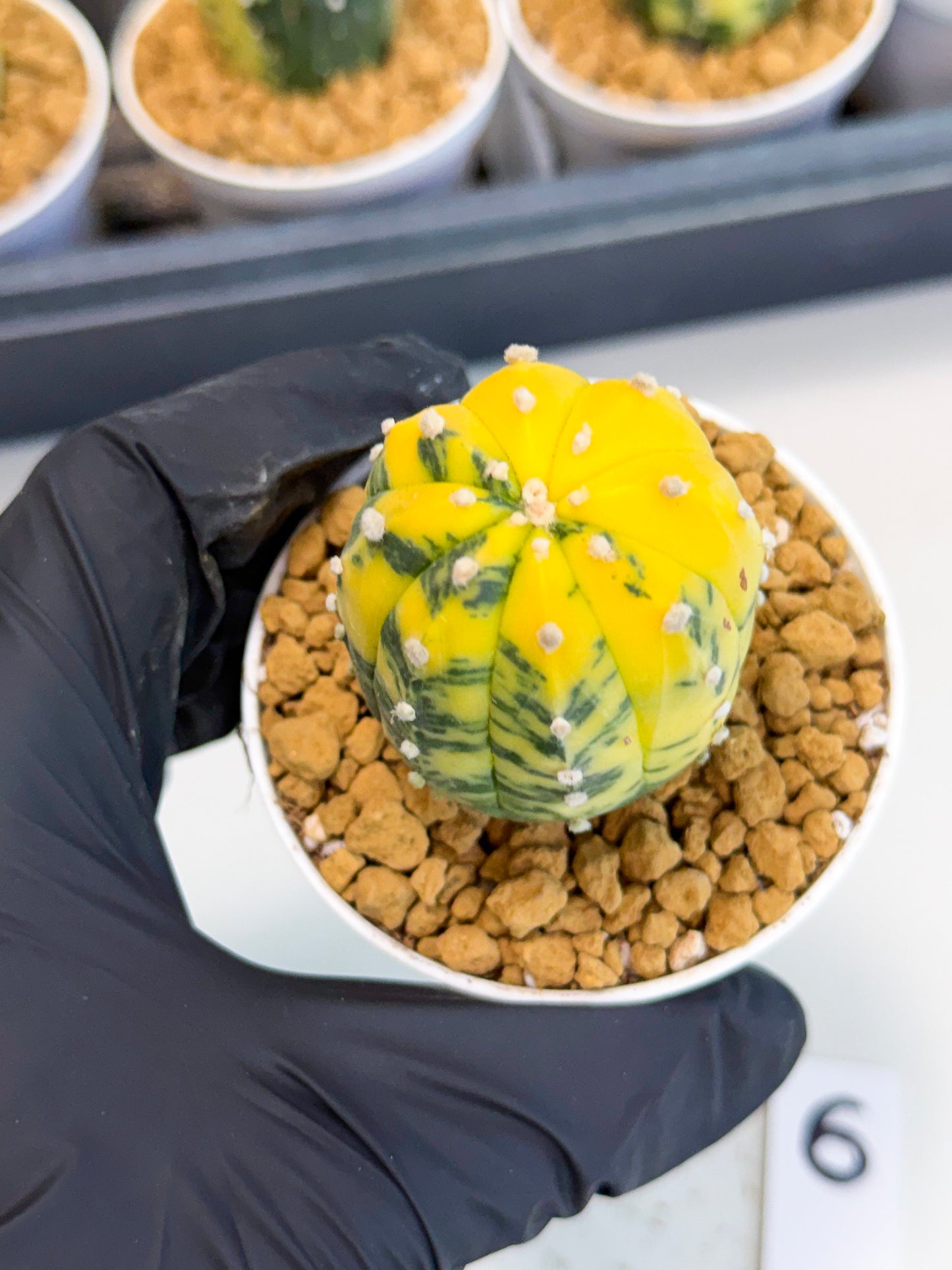 Astrophytum Var (at1) (r6) | From Taiwan