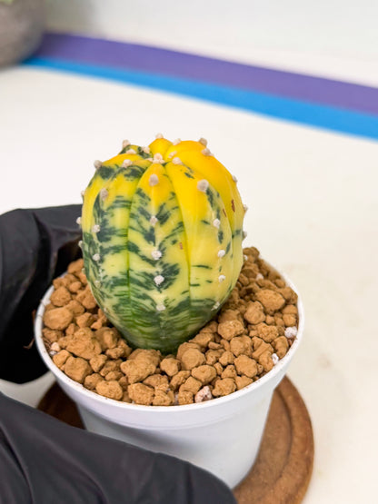 Astrophytum Var (at1) (r6) | From Taiwan
