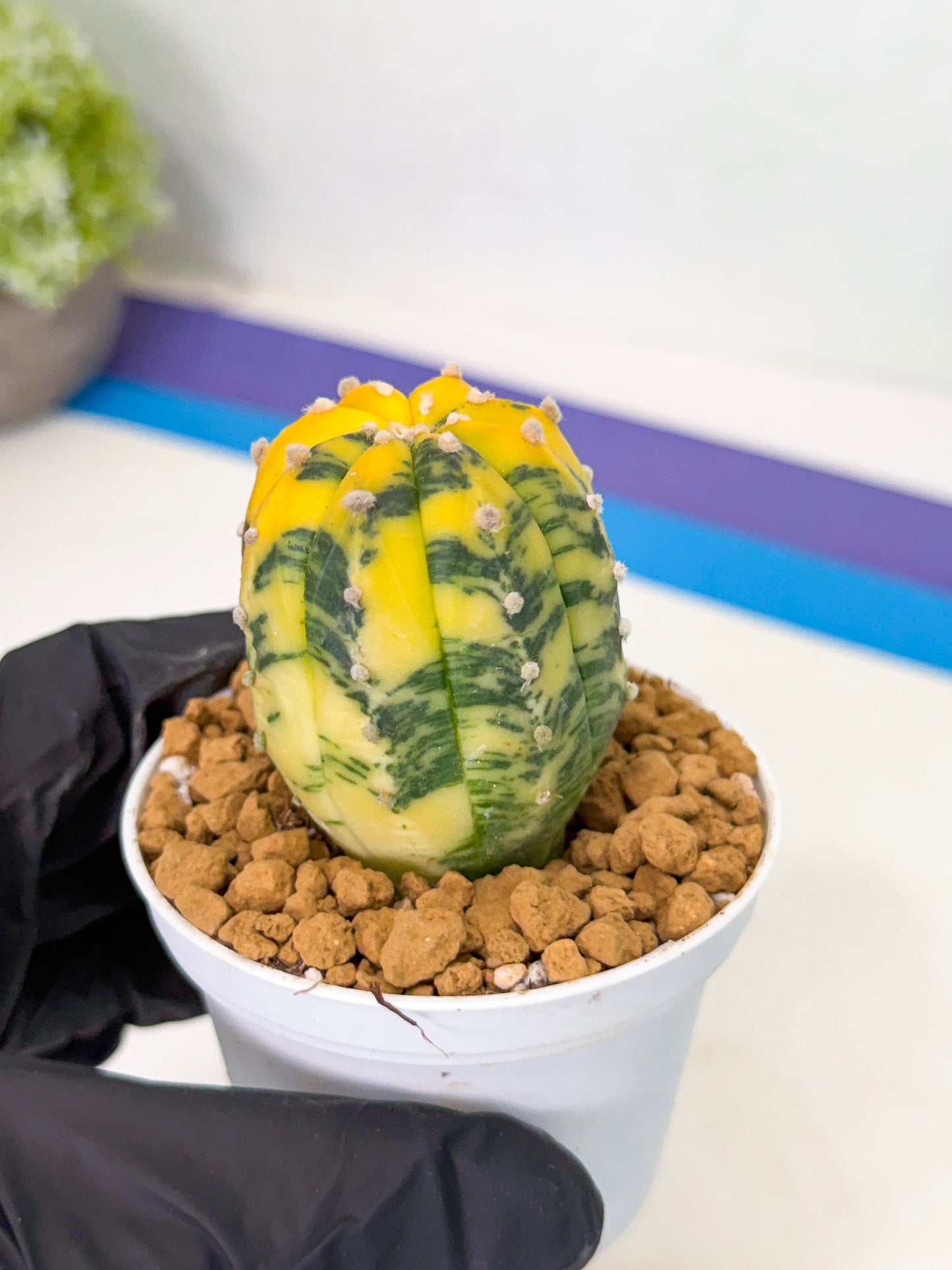 Astrophytum Var (at1) (r6) | From Taiwan