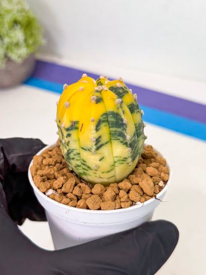 Astrophytum Var (at1) (r6) | From Taiwan