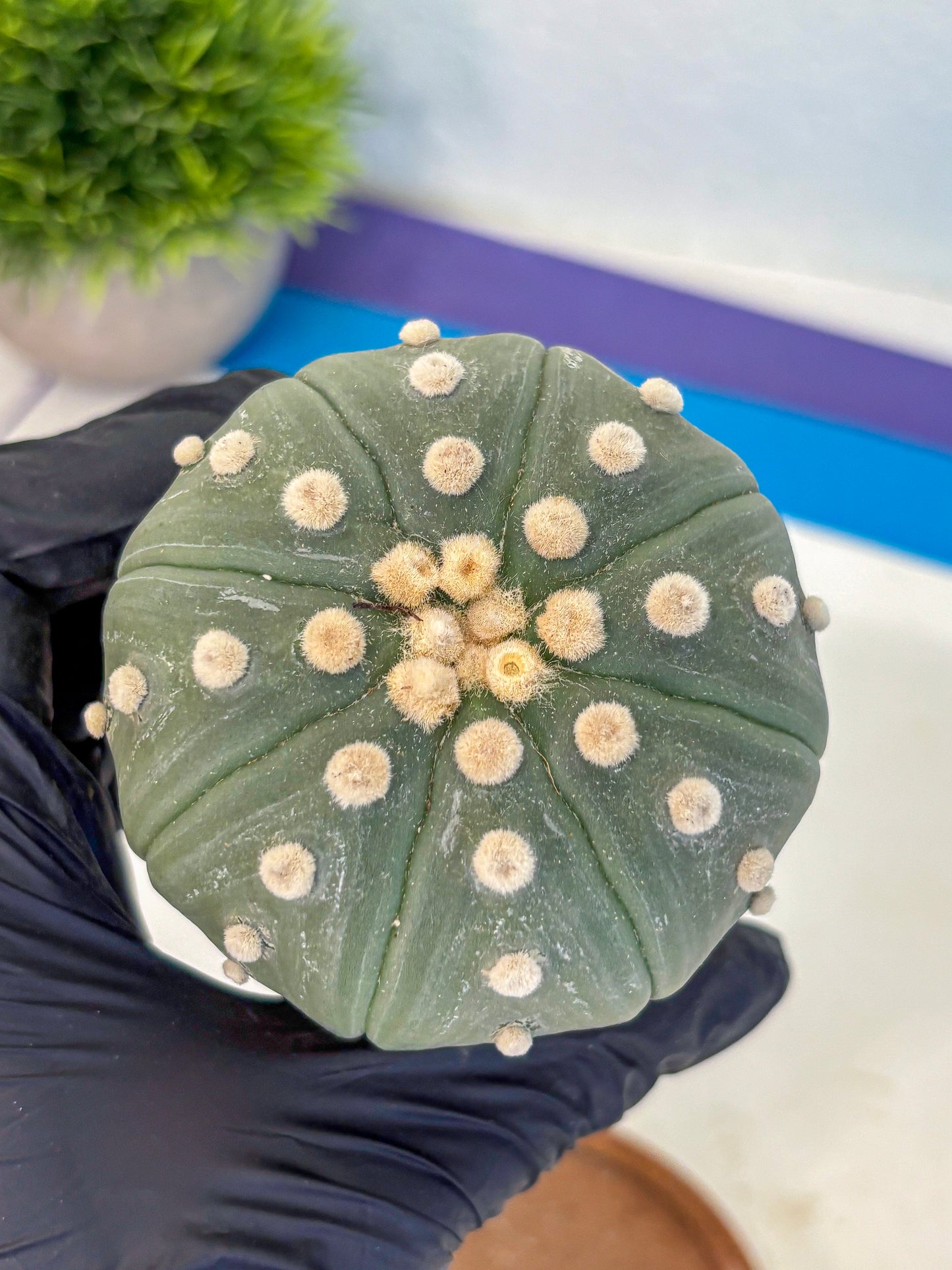 Astrophytum Oobito Nudum (at9) (17) | Cactus Plant
