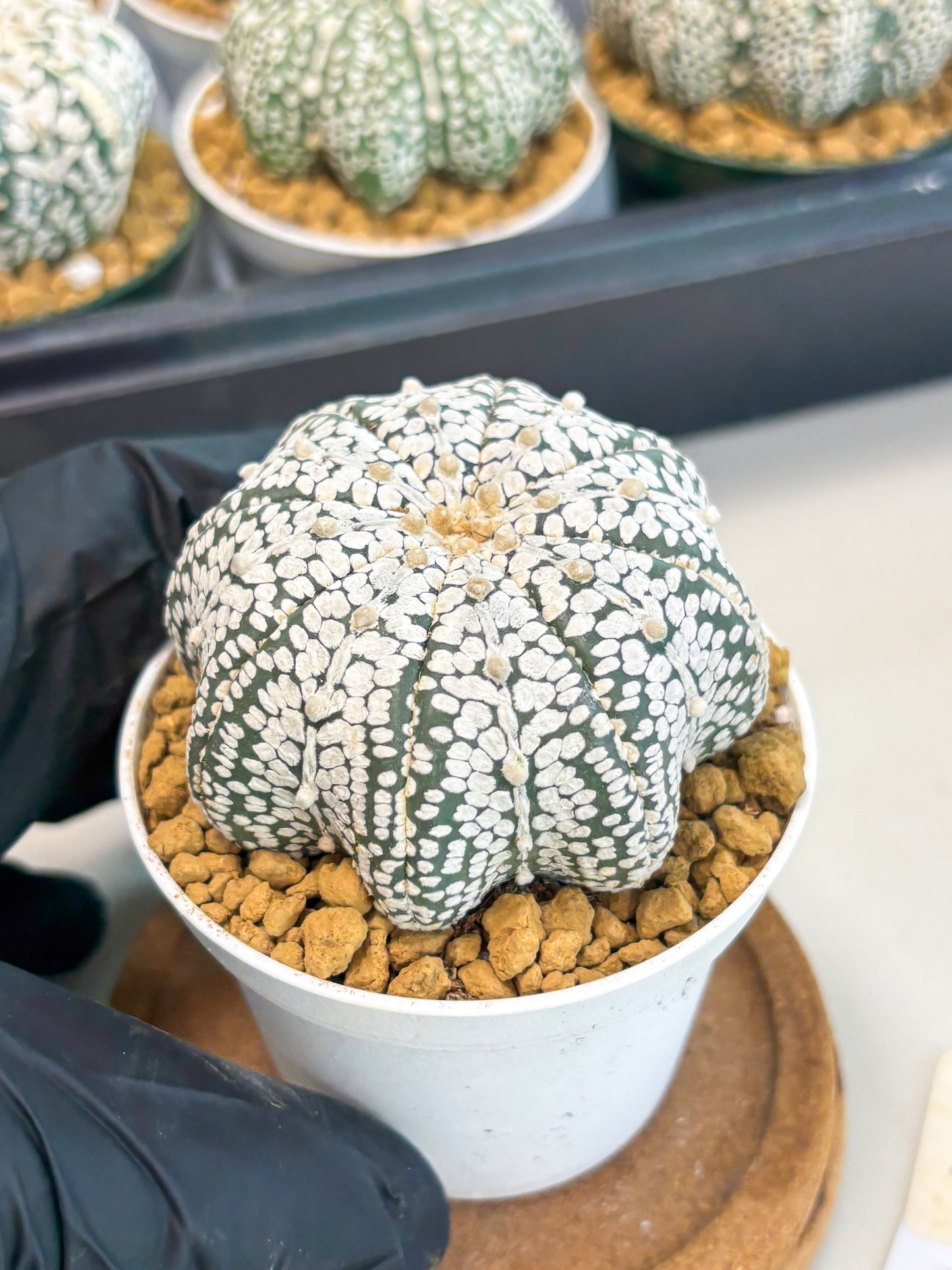 Astrophytum Star Shape (at2) (g5) | Japanese Import