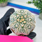 Astrophytum V-Type (#T3C) | Imported From Japan/korea | 3" Pot