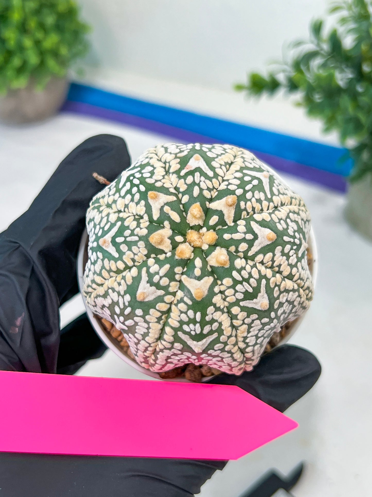 Astrophytum V-Type (#T3C) | Imported From Japan/korea | 3" Pot