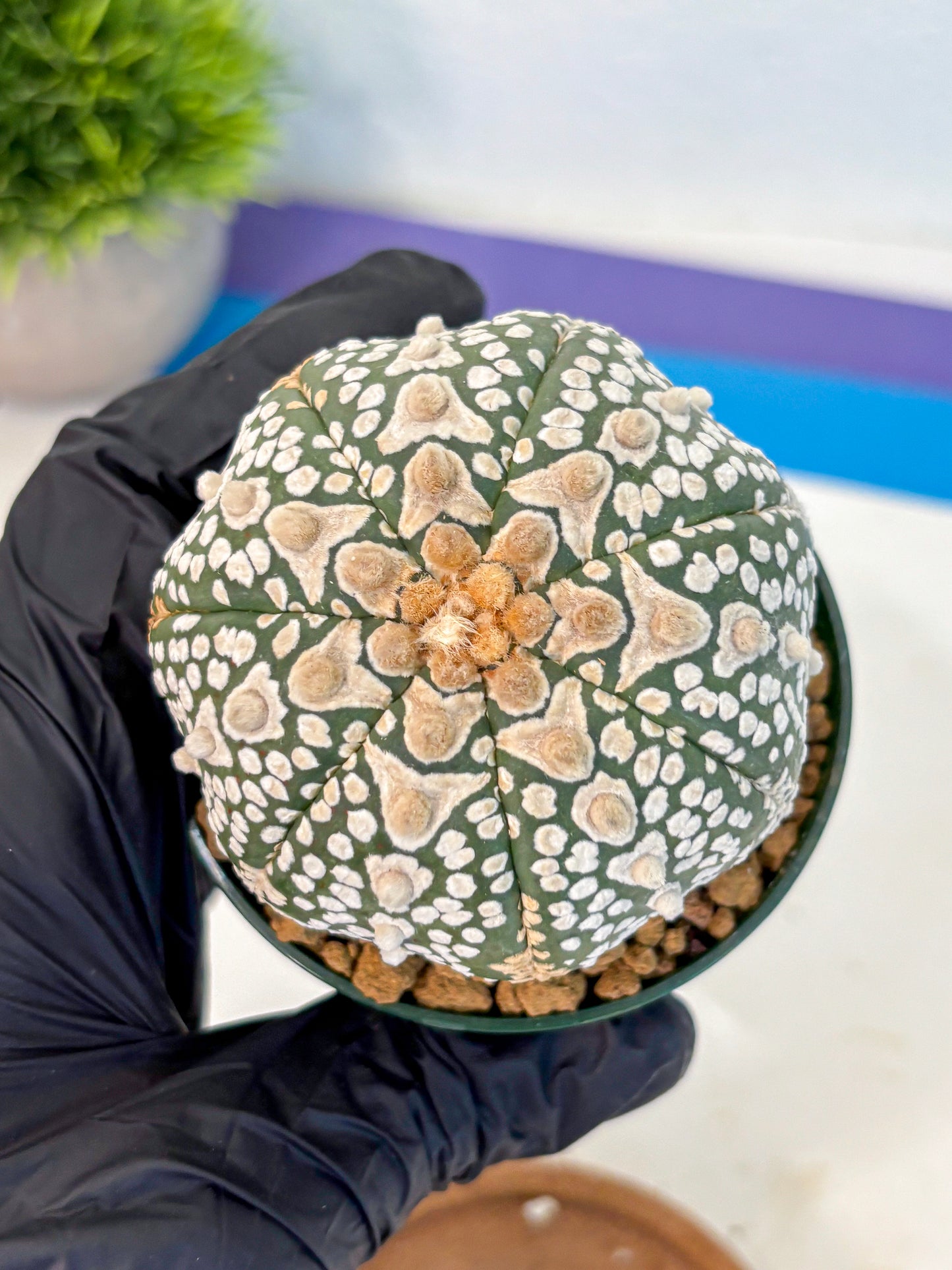 Astrophytum V Type (at2) (17) | Live Plant | Rare Collection