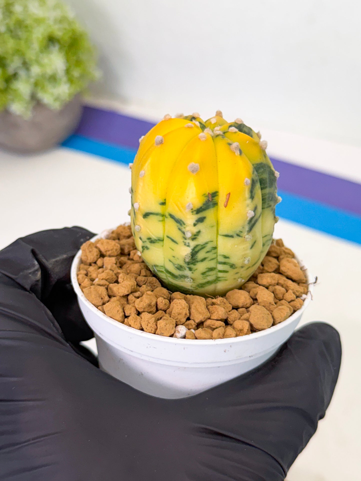 Astrophytum Var (at1) (r6) | From Taiwan