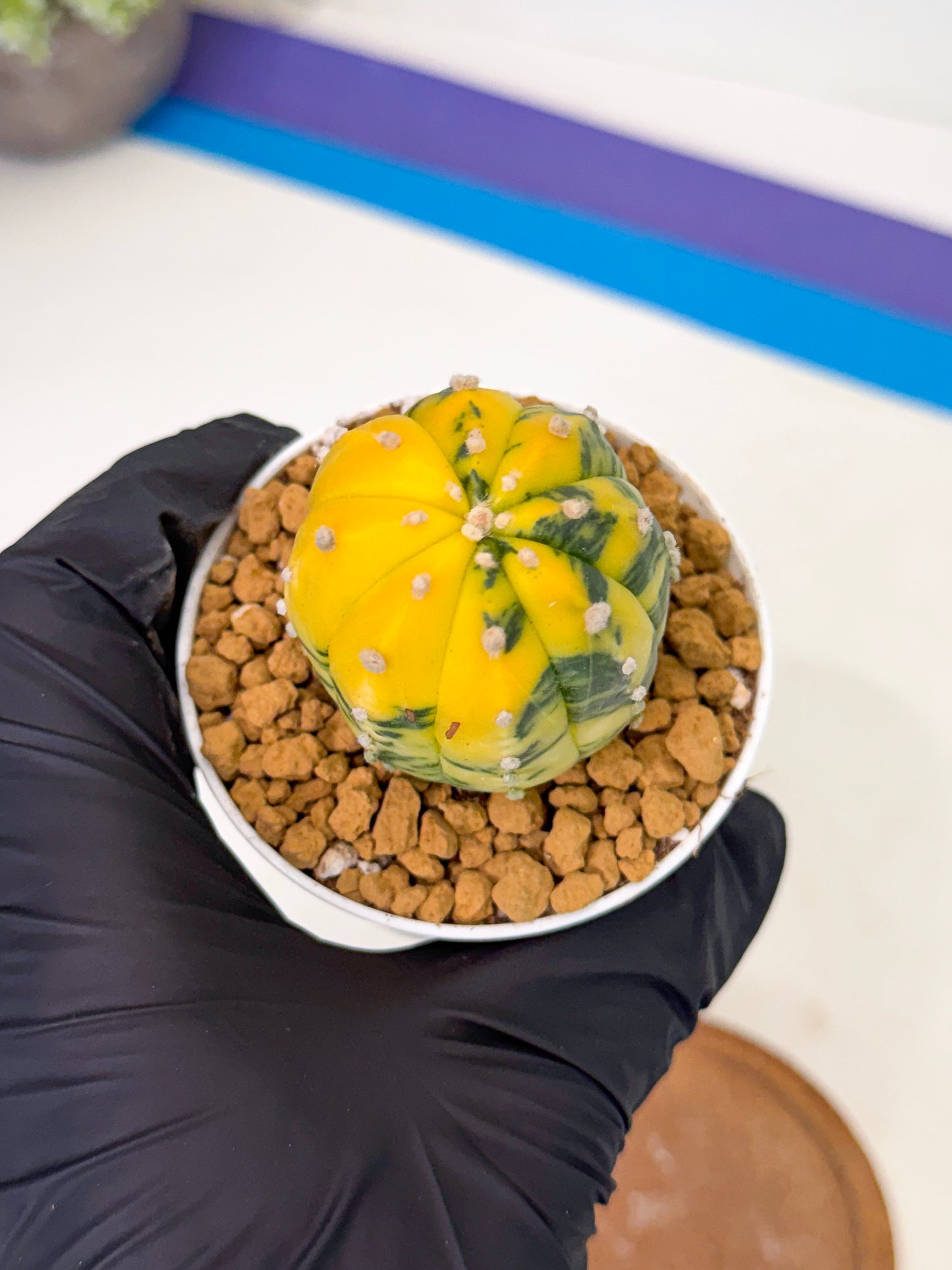 Astrophytum Var (at1) (r6) | From Taiwan