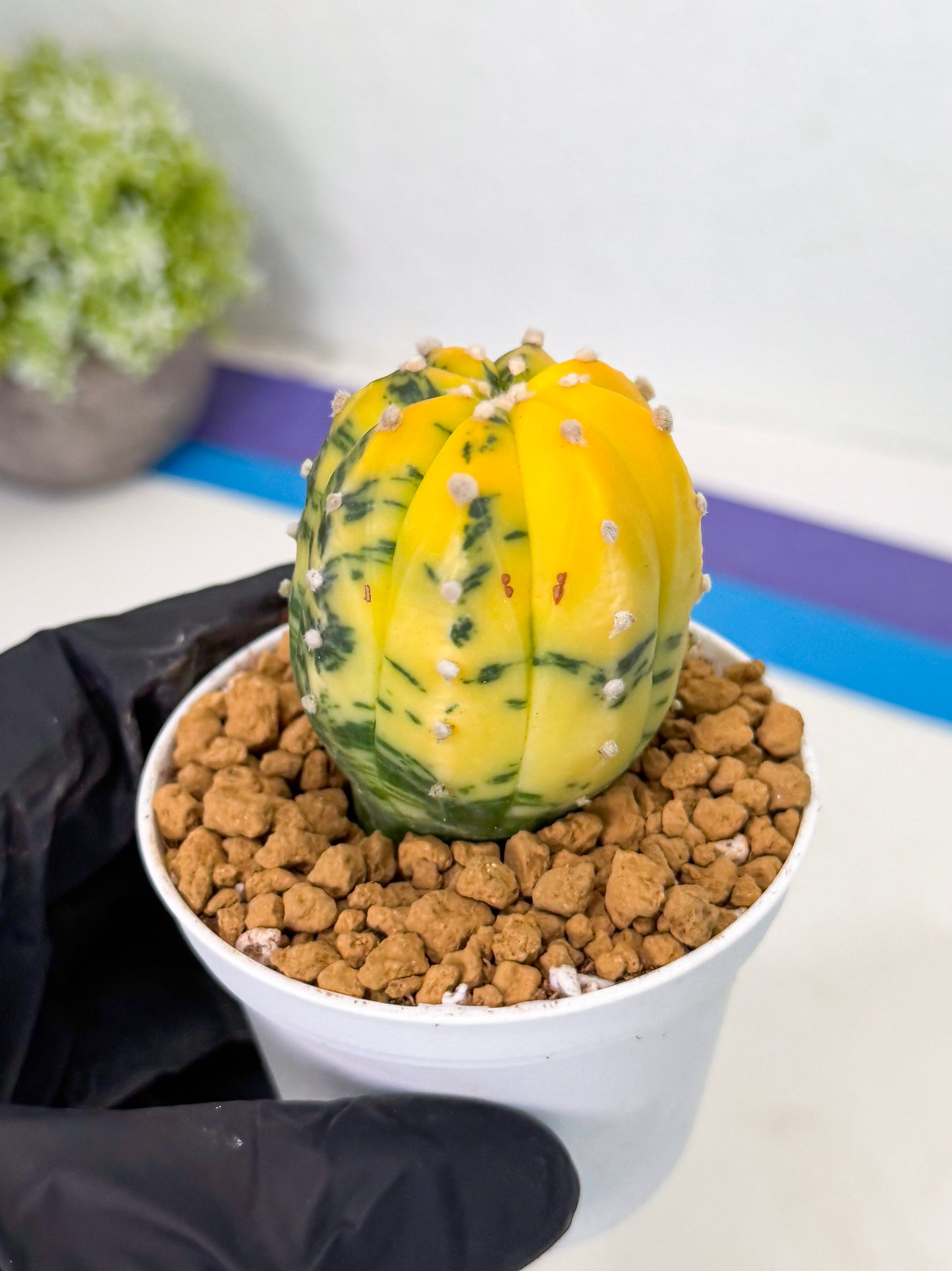 Astrophytum Var (at1) (r6) | From Taiwan