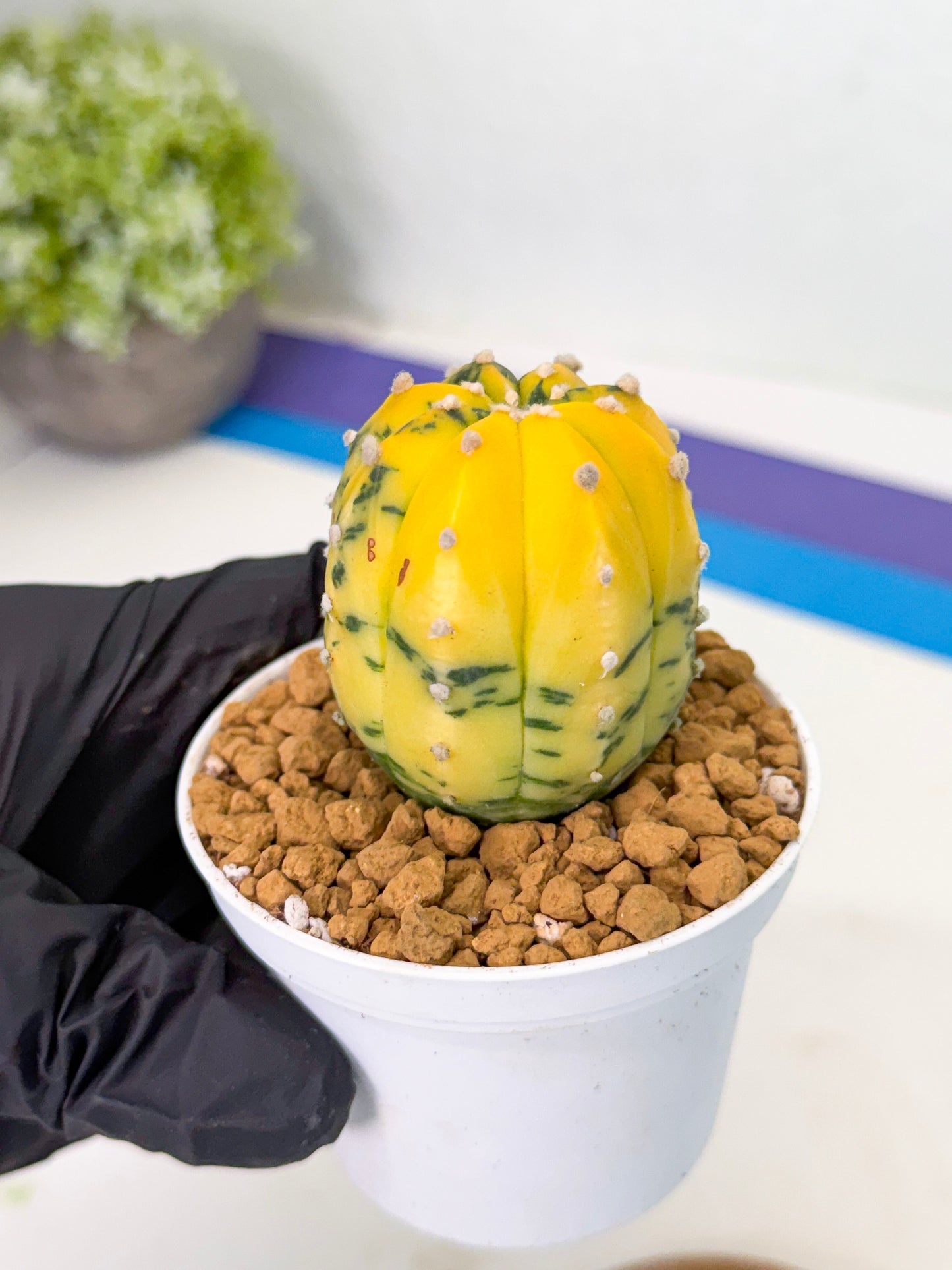 Astrophytum Var (at1) (r6) | From Taiwan
