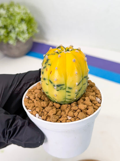 Astrophytum Var (at1) (r6) | From Taiwan