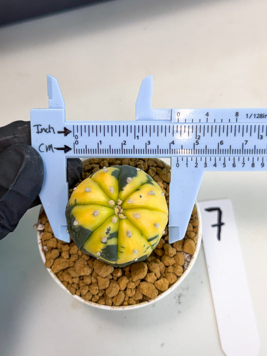 Astrophytum Var (at1) (r7) | From Taiwan