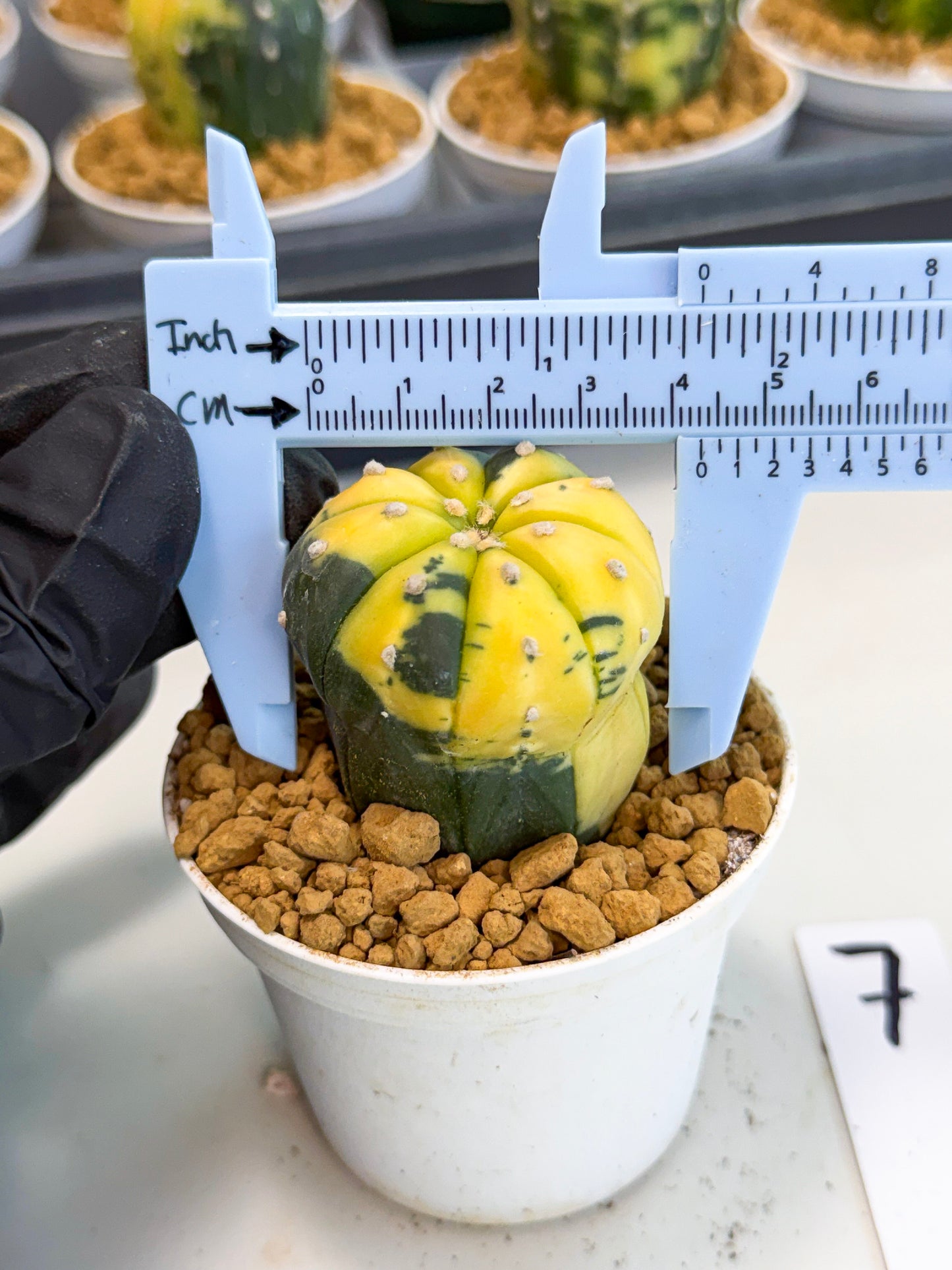 Astrophytum Var (at1) (r7) | From Taiwan