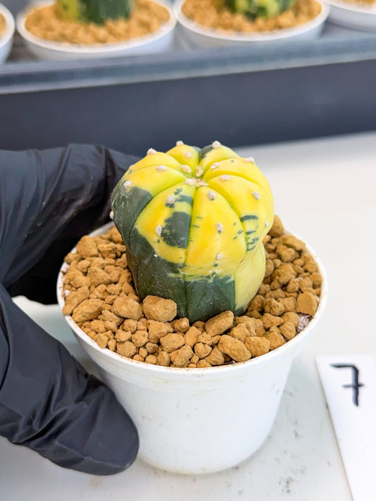 Astrophytum Var (at1) (r7) | From Taiwan