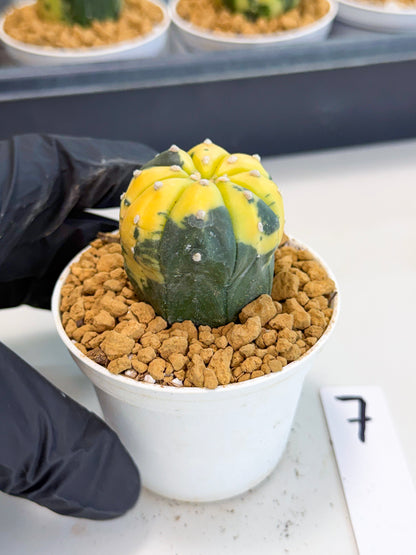 Astrophytum Var (at1) (r7) | From Taiwan